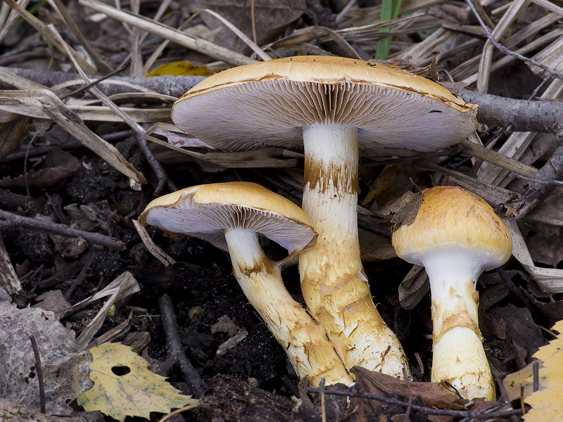 Cortinarius triumphans